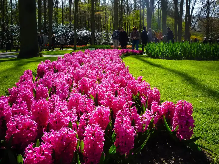 Tulips at Keukenhof, the world's biggest flower garden