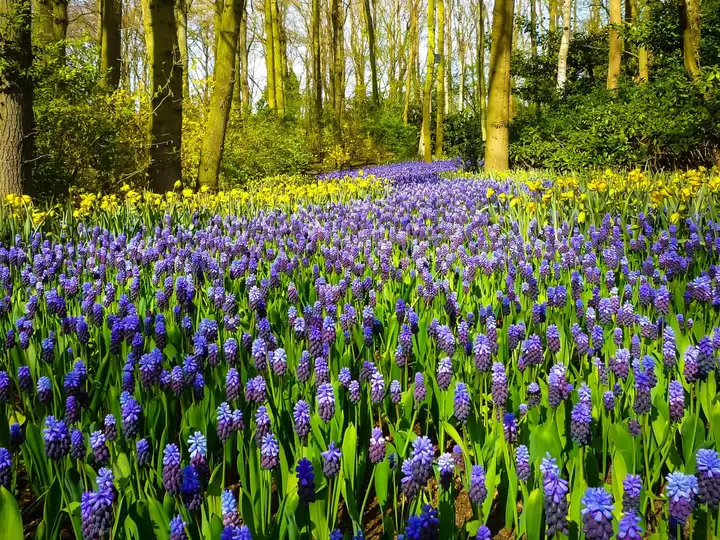 Purple flowers at Keukenhof flower show