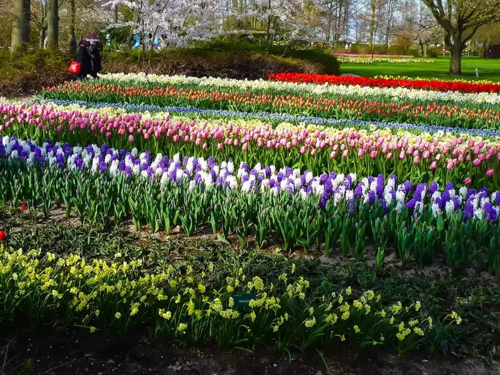 This is why the Keukenhof is a must-visit