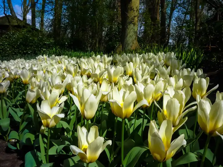 White flowers at Keukenhof flower show
