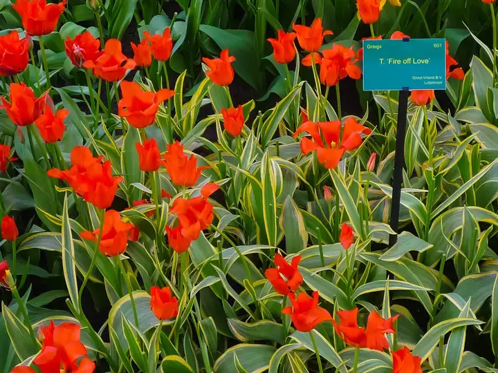 The beauty of nature in full bloom!