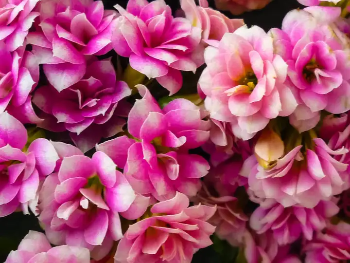 The ultimate expression of life and beauty, flowers!
