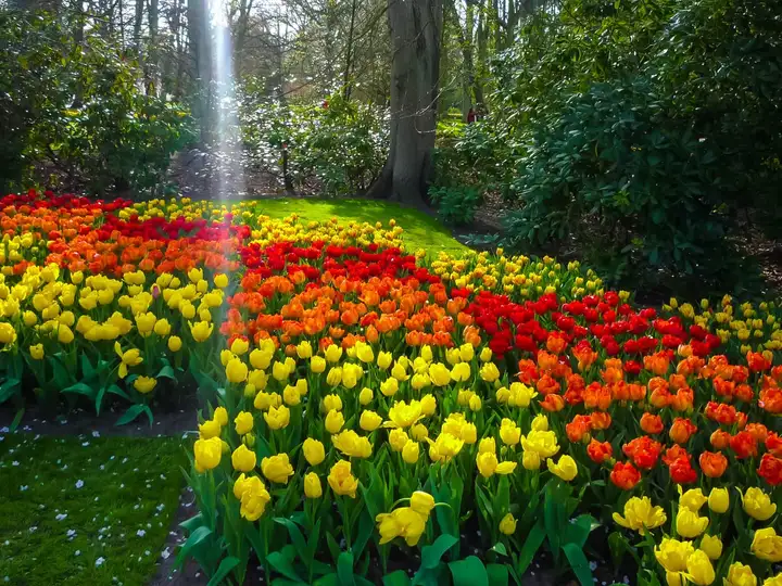 See amazing colours at the Keukenhof