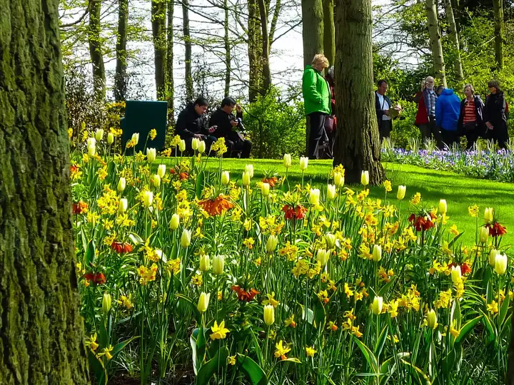 Heaps of flowers at Keukenhof flower show