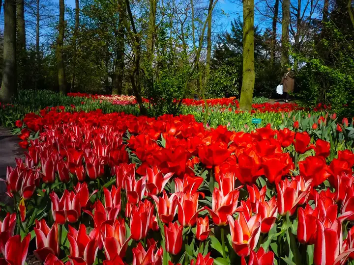 Red flowers in Keukenhof flower garden