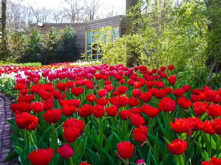 Keukenhof flower show