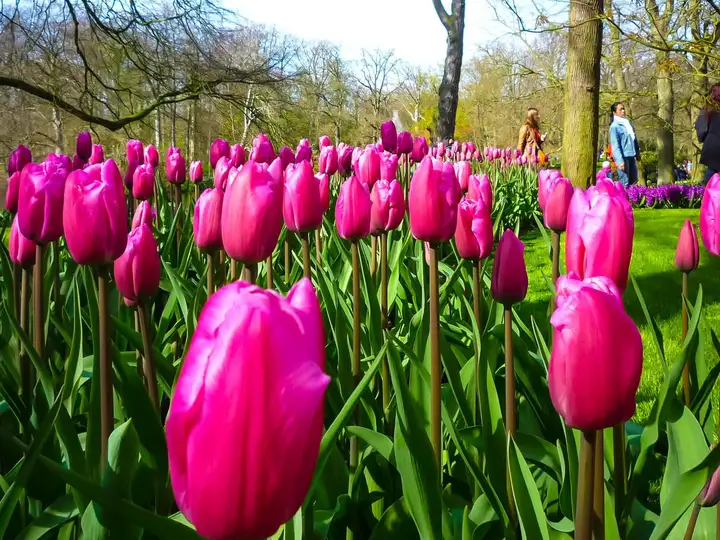 Tulips at Keukenhof