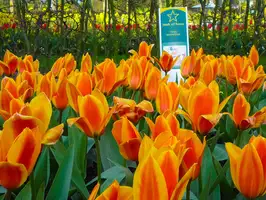 Yellow & red tulips at Keukenhof flower show