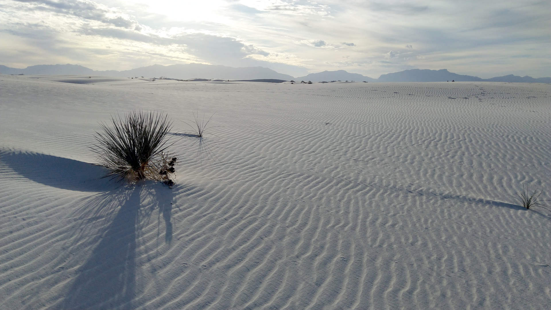 White Sands National Park: pristine white sand, one piece of vegetation and sunsetting