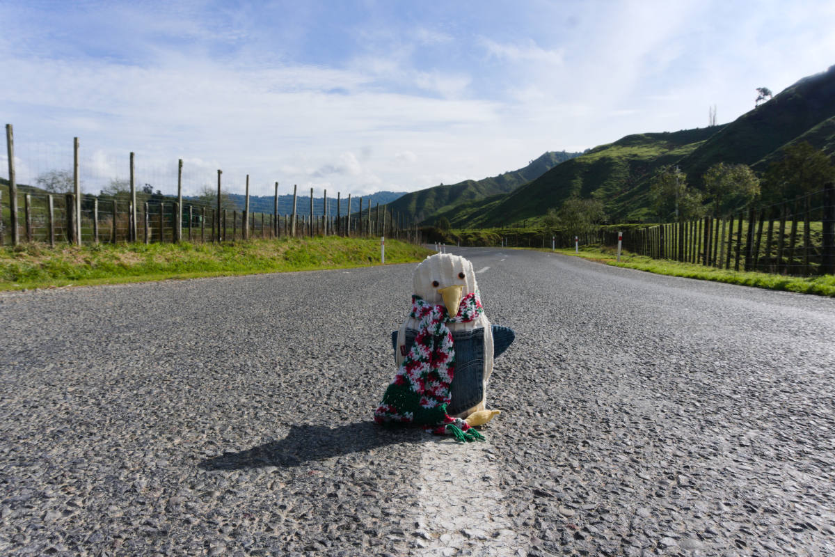 Stuffed animal (penguin) on the road in New Zealand