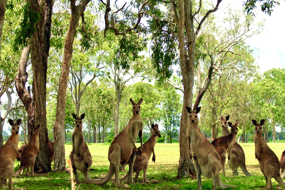 A group of kangaroos in a green woody area