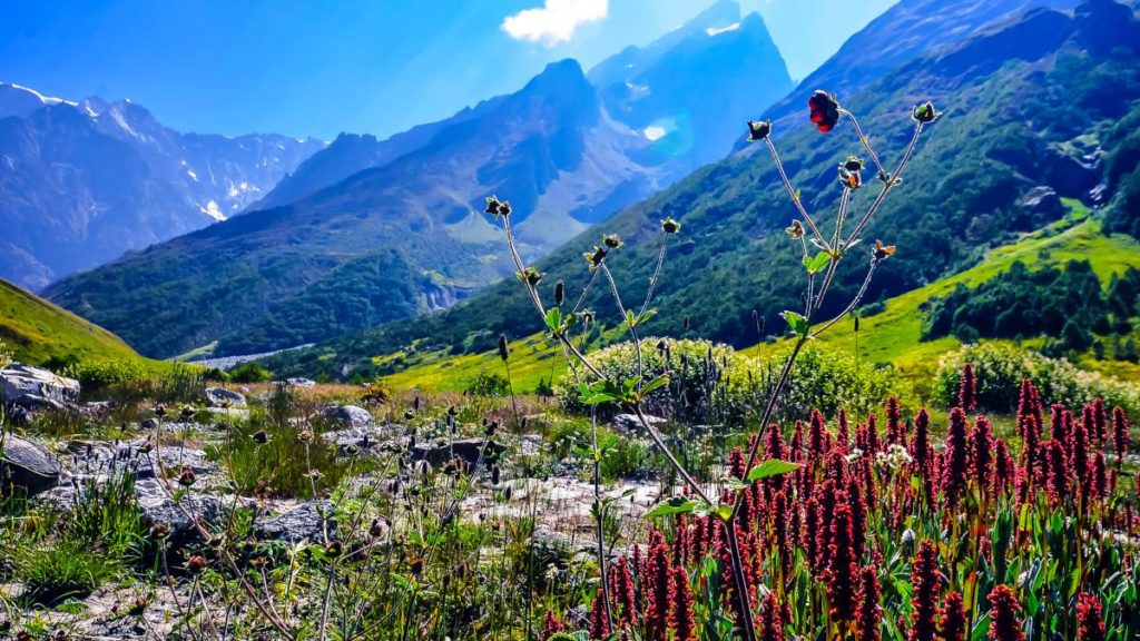 Valley of Flowers in Uttarakhand India - Sandip (PD)