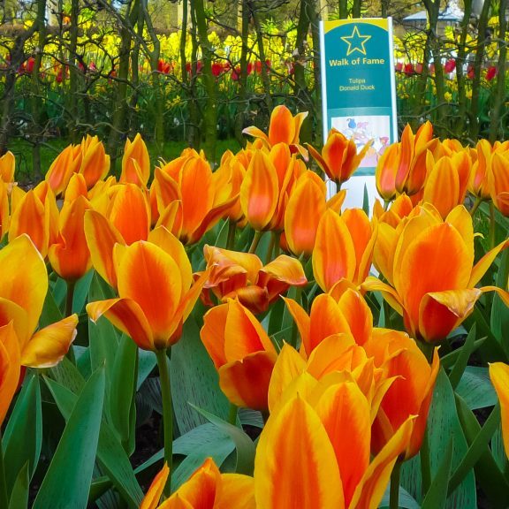 Helloooo colourful beauty